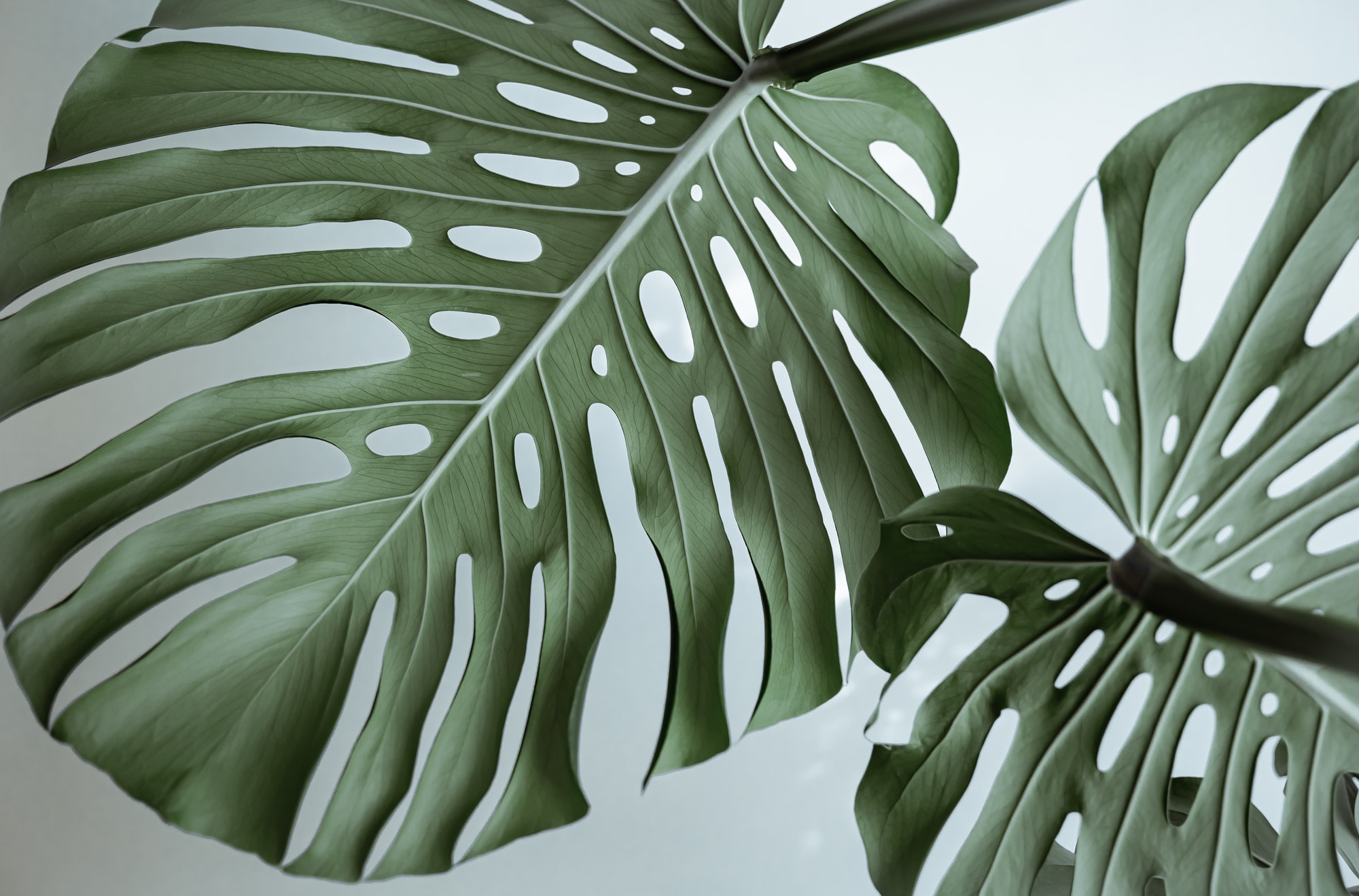 Close-up of textured beautiful natural monstera leaves.